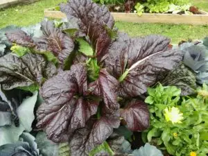 Mostaza en Huerta